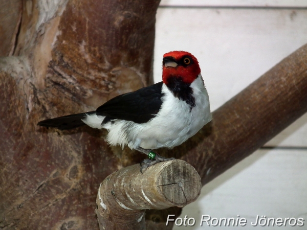 Brunstrupig kardinal (Paroaria gularis)